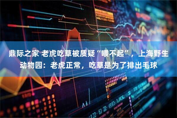 鼎际之家 老虎吃草被质疑“喂不起”，上海野生动物园：老虎正常，吃草是为了排出毛球